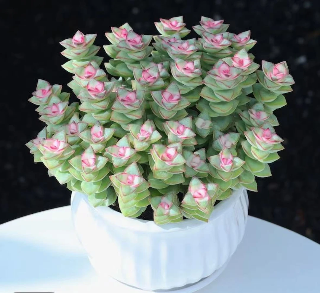 xp钱串 拍一发二 多肉植物 好养好活 帯盆土云南基地发货