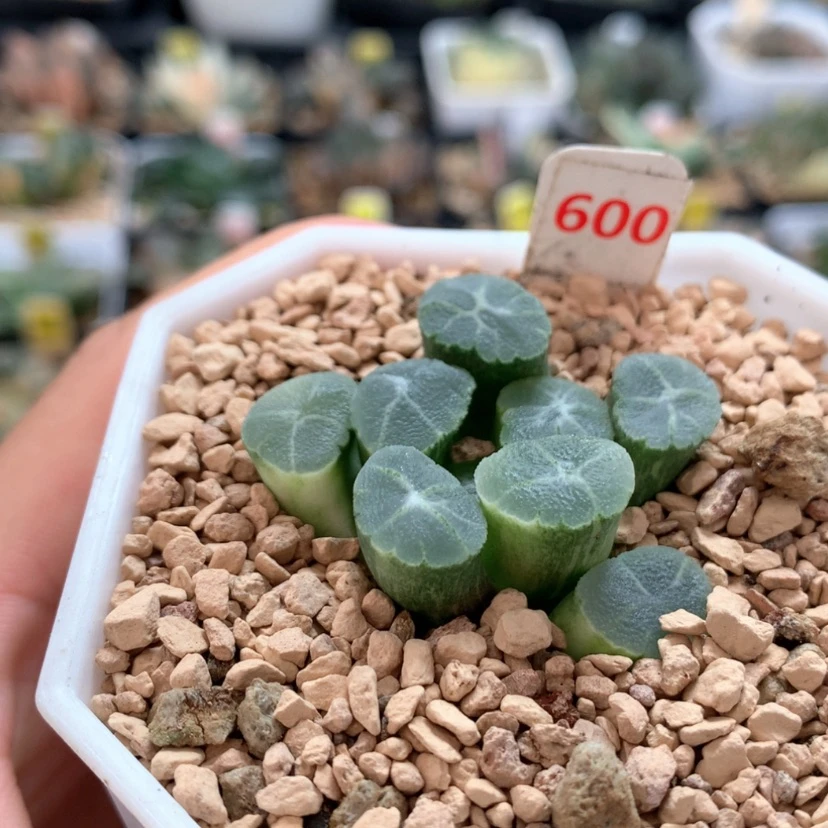 【闪购商品】600万象锦