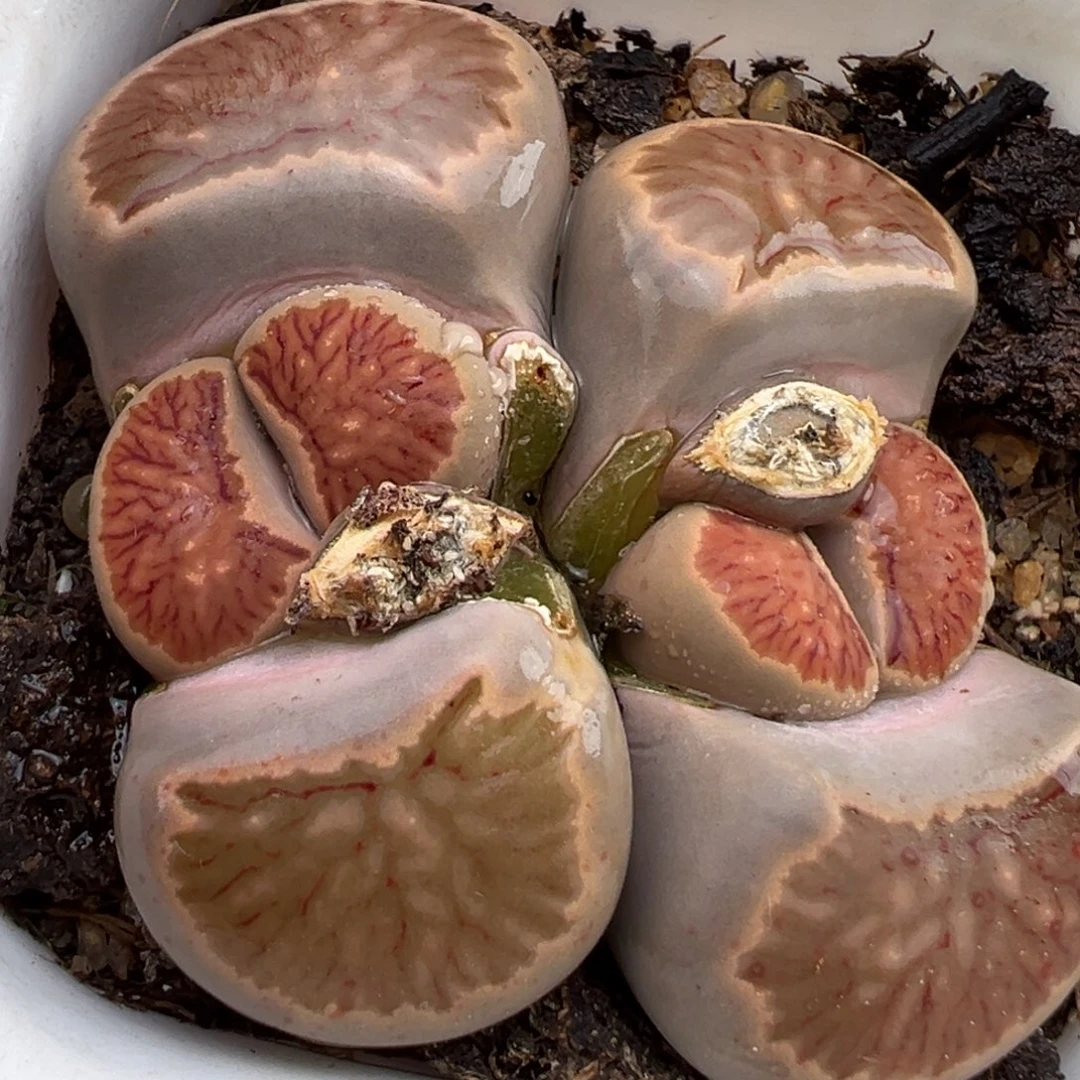 2.21好看的多肉061