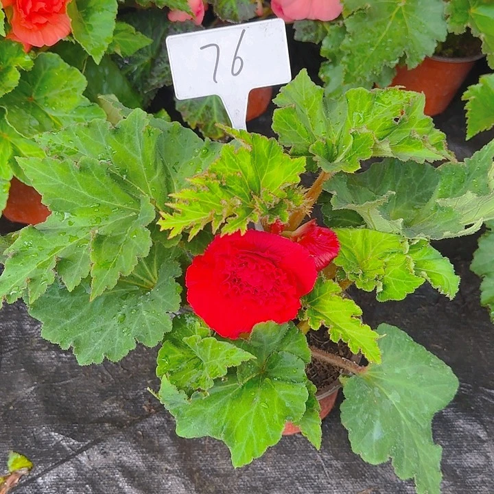 无花朵夫妻海棠种球系列76