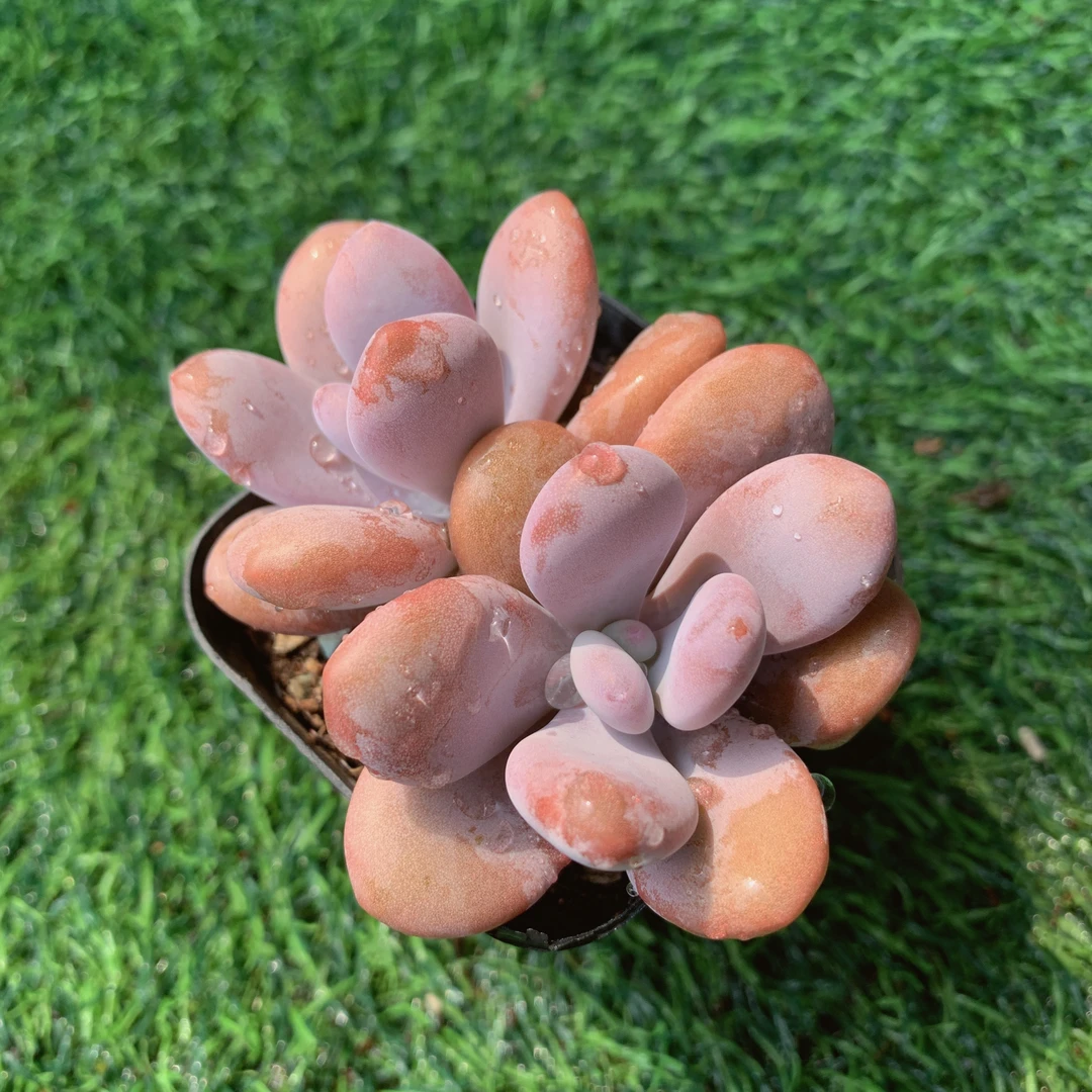 粉兔双头精品多肉植物盆栽阳台好养花卉绿植一单包邮