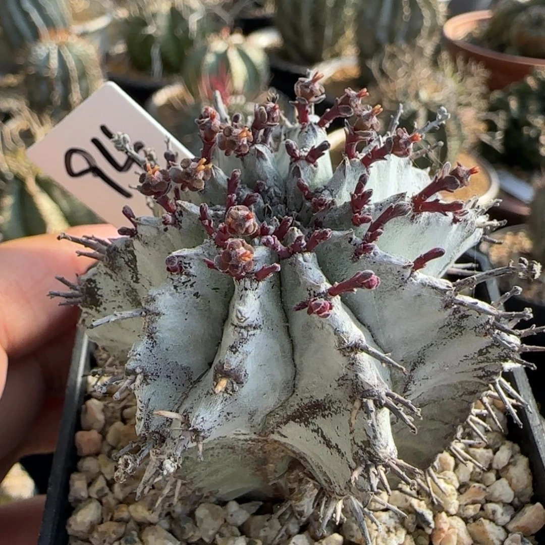 94脱土发 白衣魁伟玉