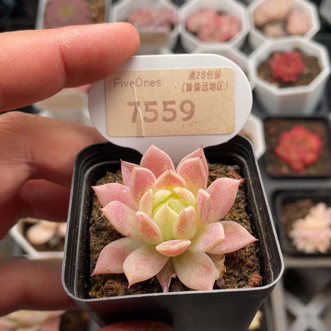 粉蔓莲7559-4.5厘米