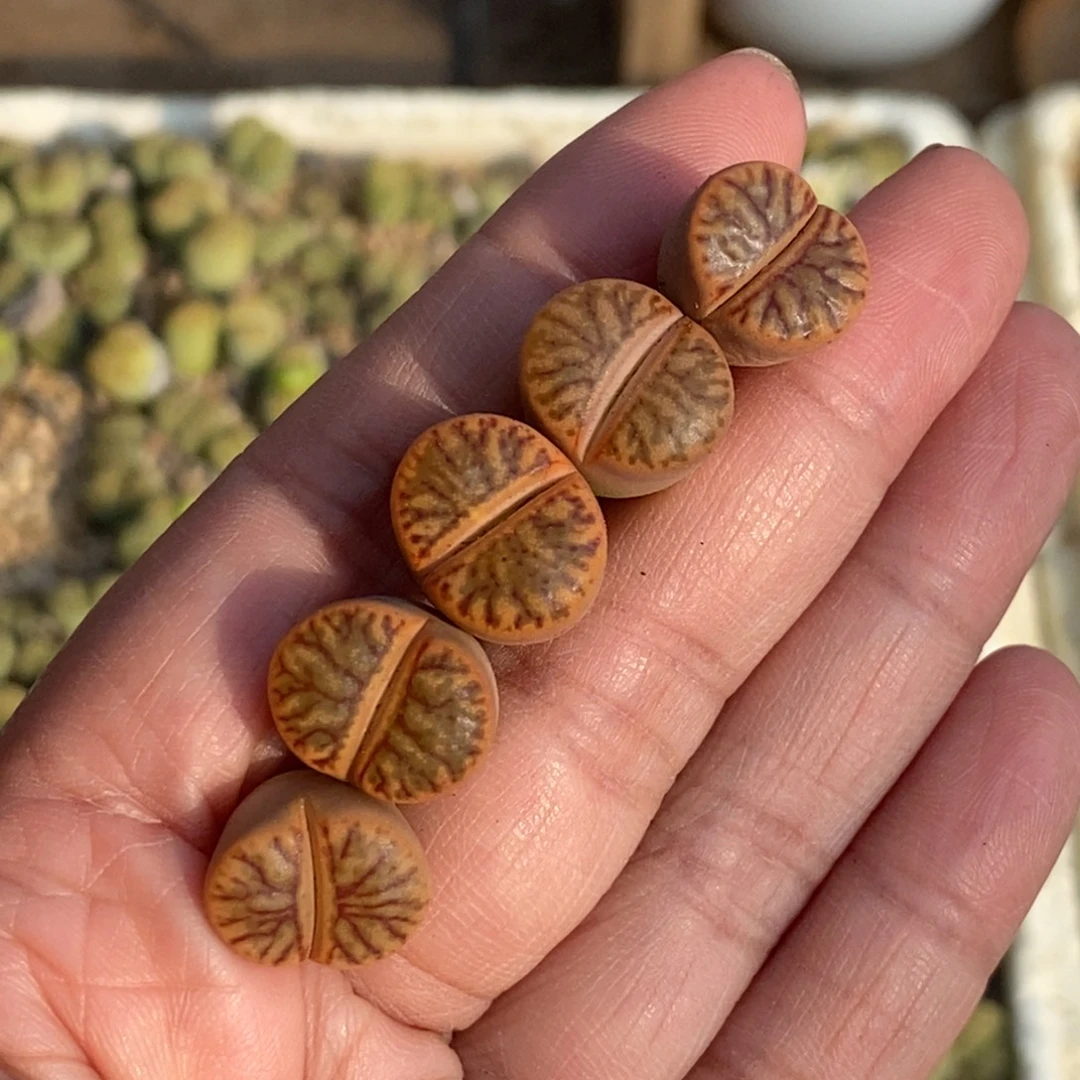 5803 红珊瑚玉五颗