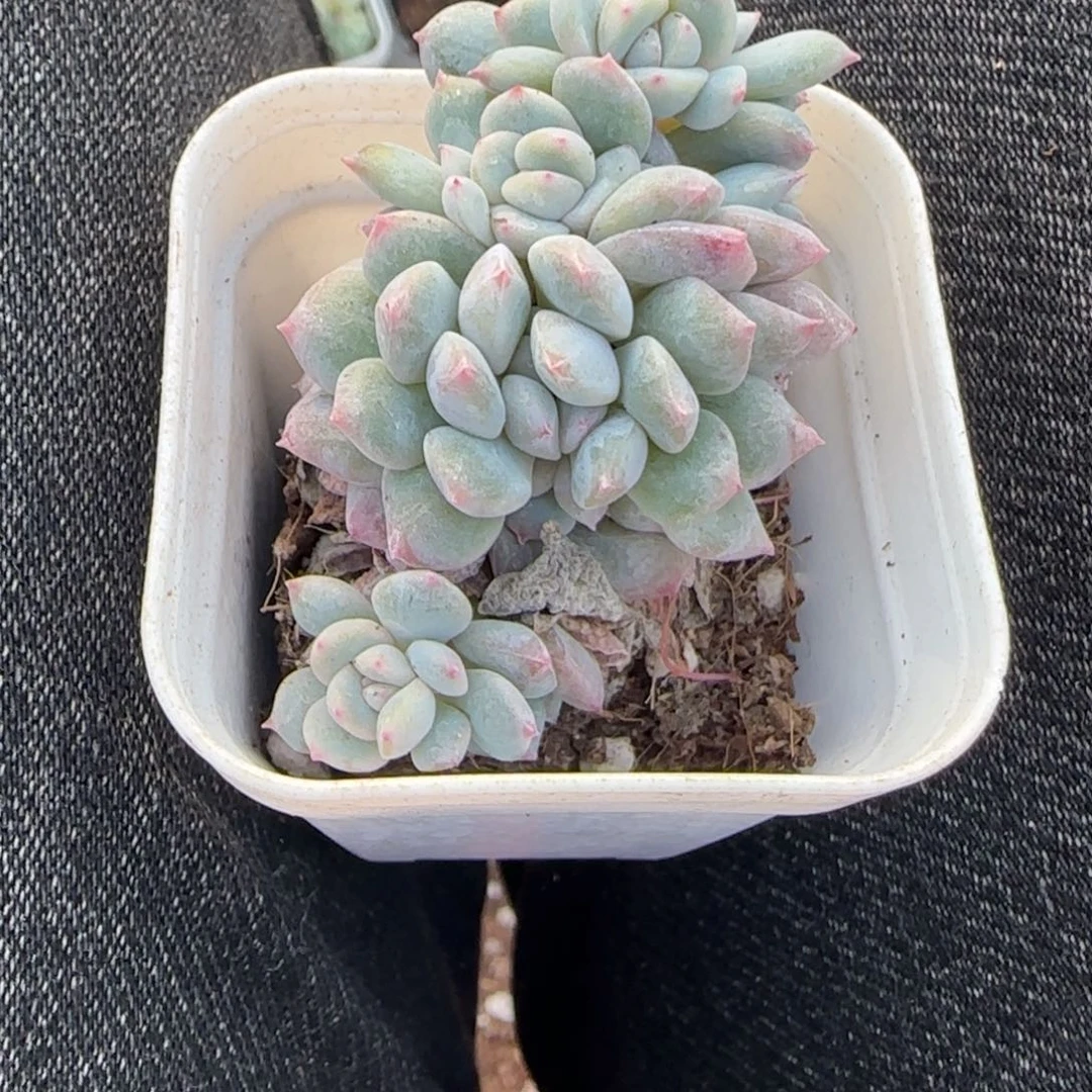 小卡拉米糖心一物一拍