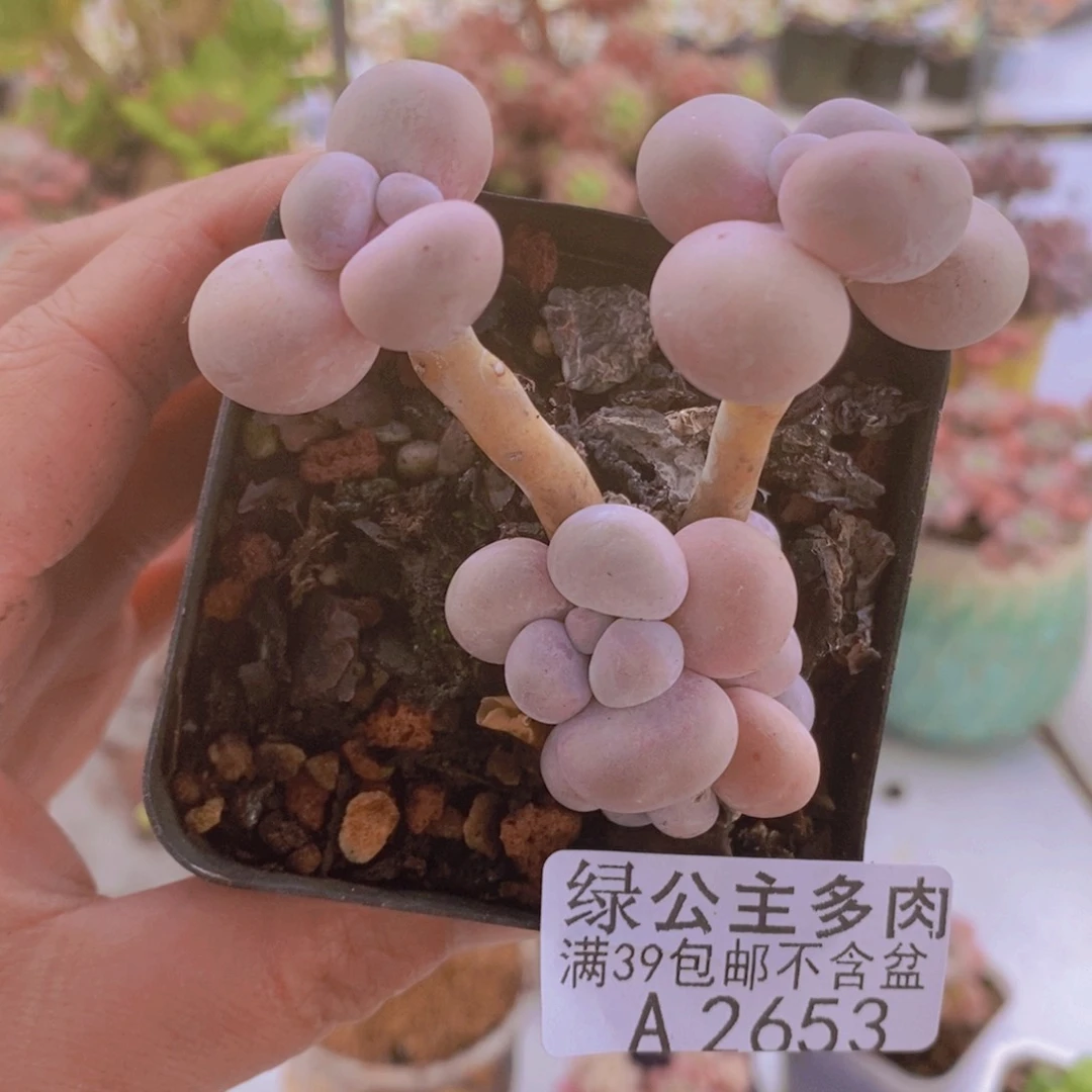 橙奶5cm2653多肉植物