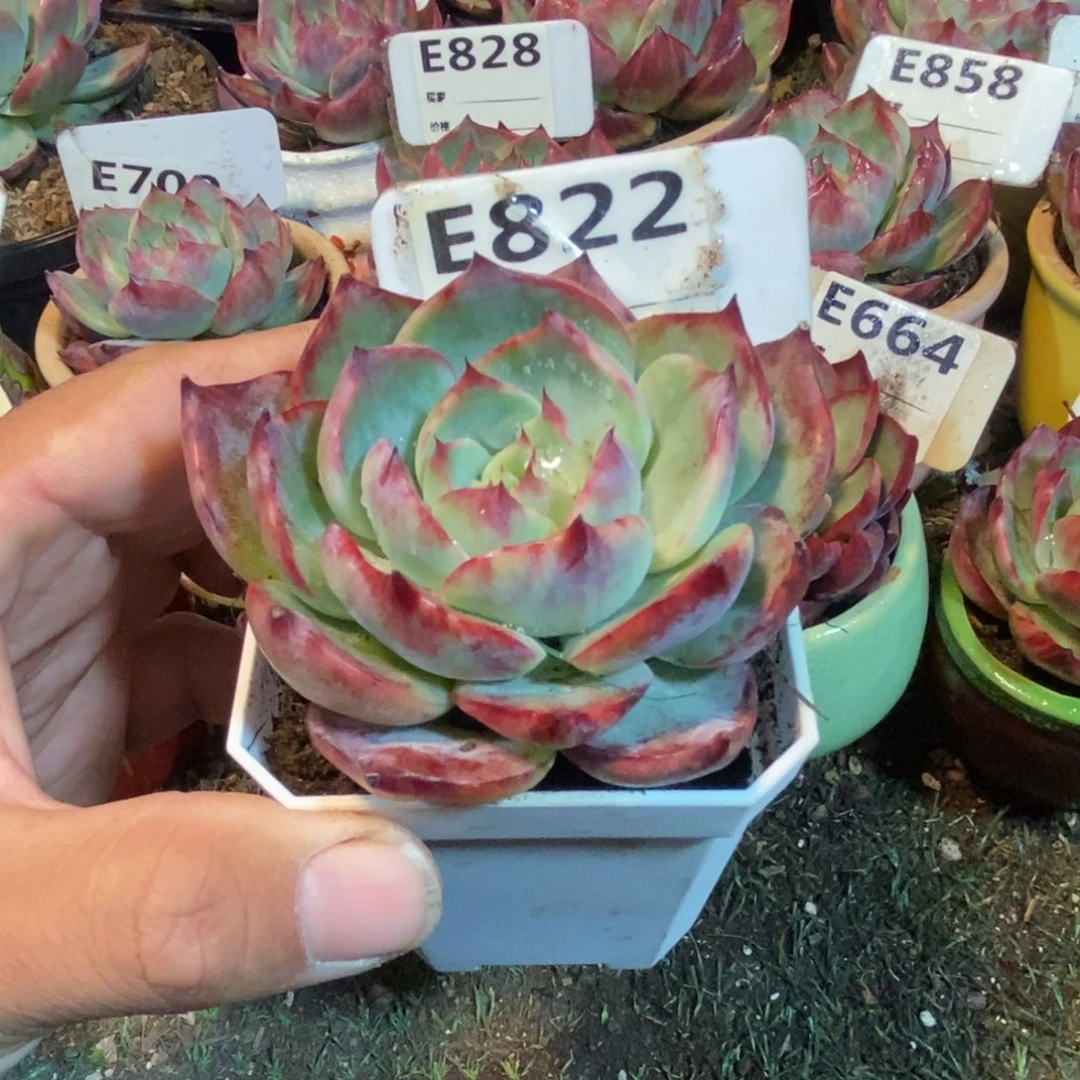 惊鸿一瞥822号楼