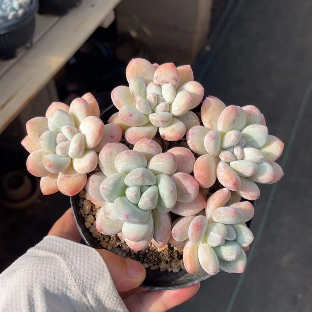 香水一物一拍不支持退换