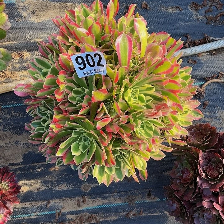【闪购商品】902白凤2-13