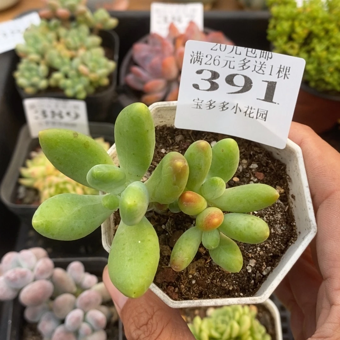 芒果奶群一物一拍满20元包邮满26送一颗
