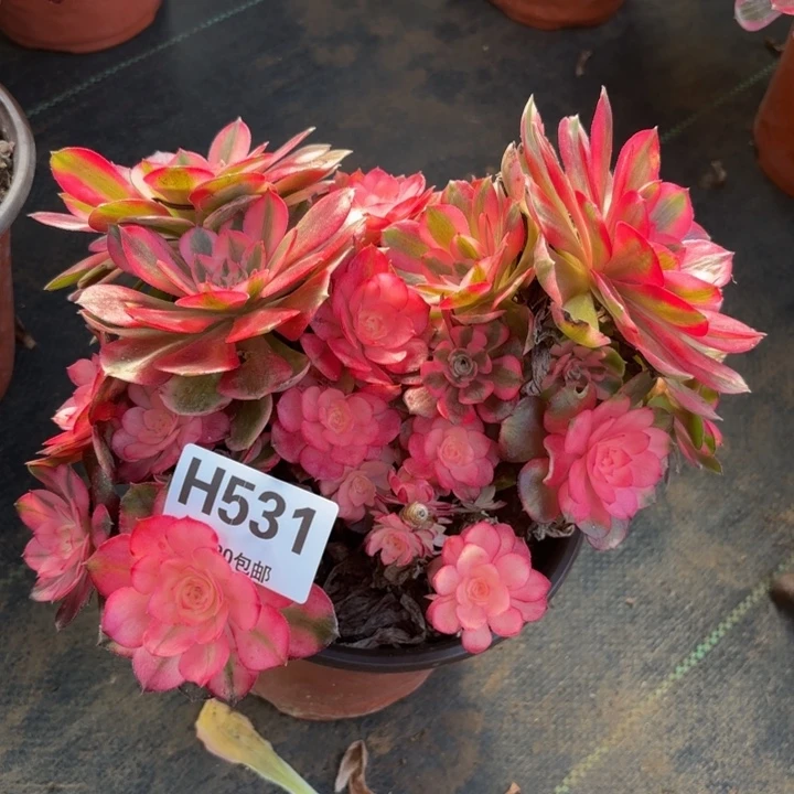 瑞妈，。。。？？531荔枝，有断，