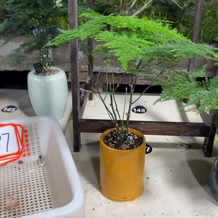 黑***9无花朵一物一拍187