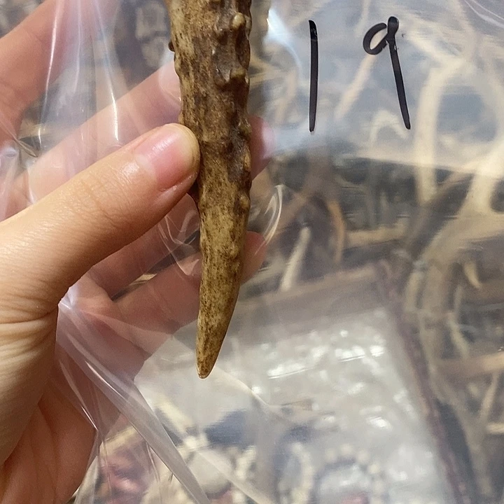 春***冬无非金属鹿角鹿角