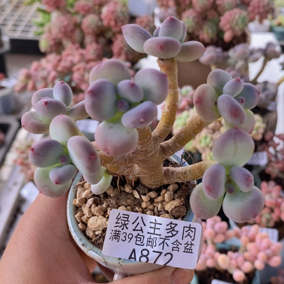 苹果奶树8cm872多肉植物