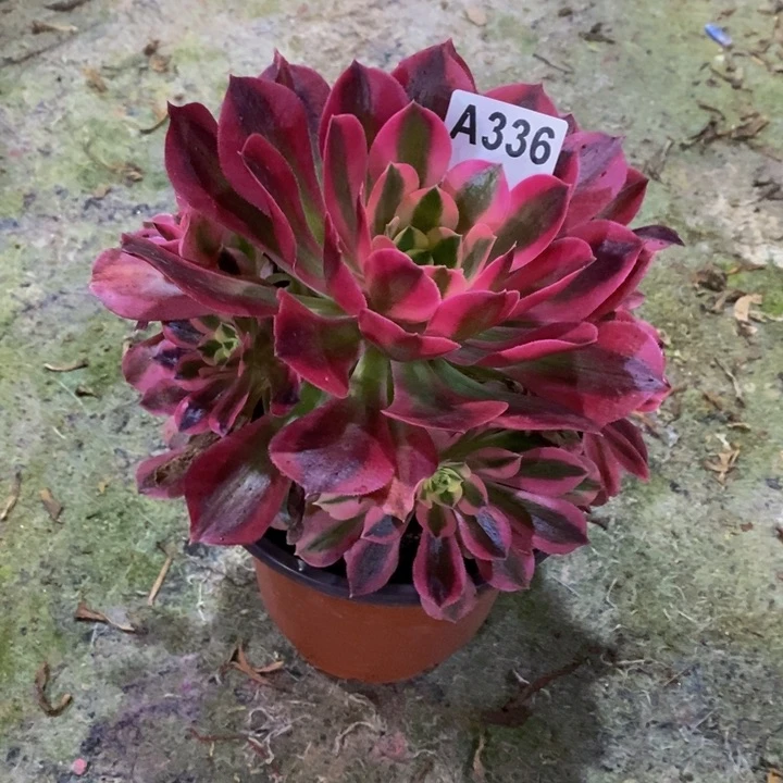 女巫多肉植物336