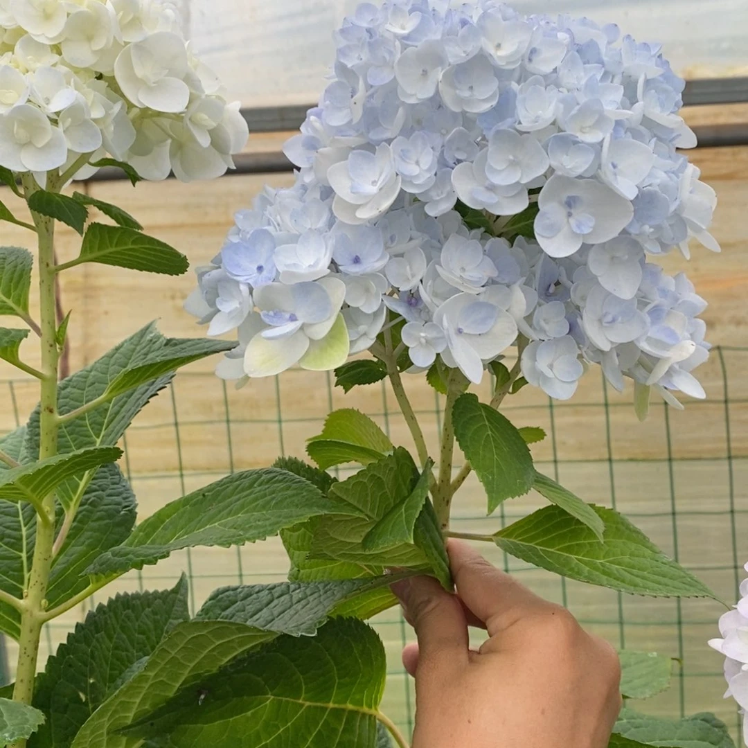 299号绣球/有色差介意勿拍/3单正价冷链包邮/偏远补运费发德