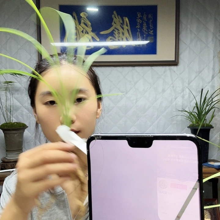 五***哥完全开放新种中透花123456