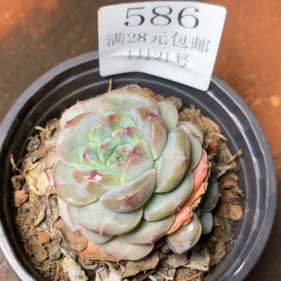 【闪购商品】云586