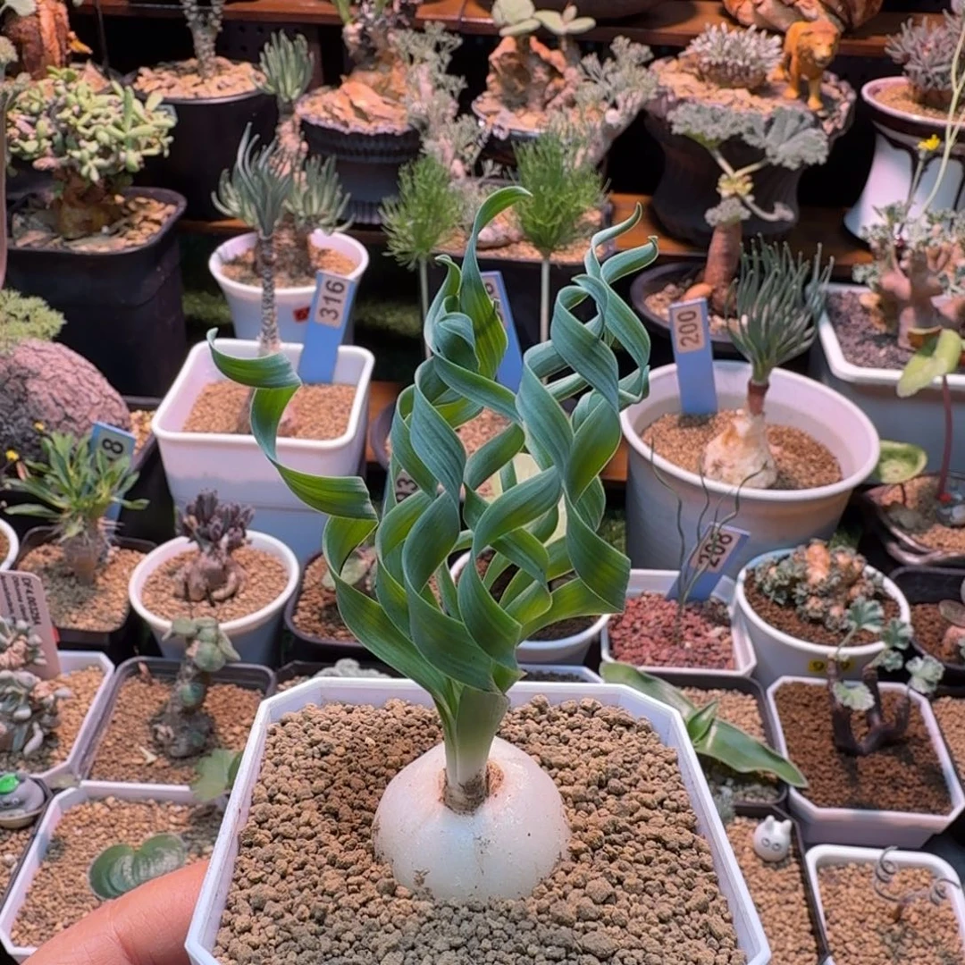 贵妃弹簧草026 仙人球