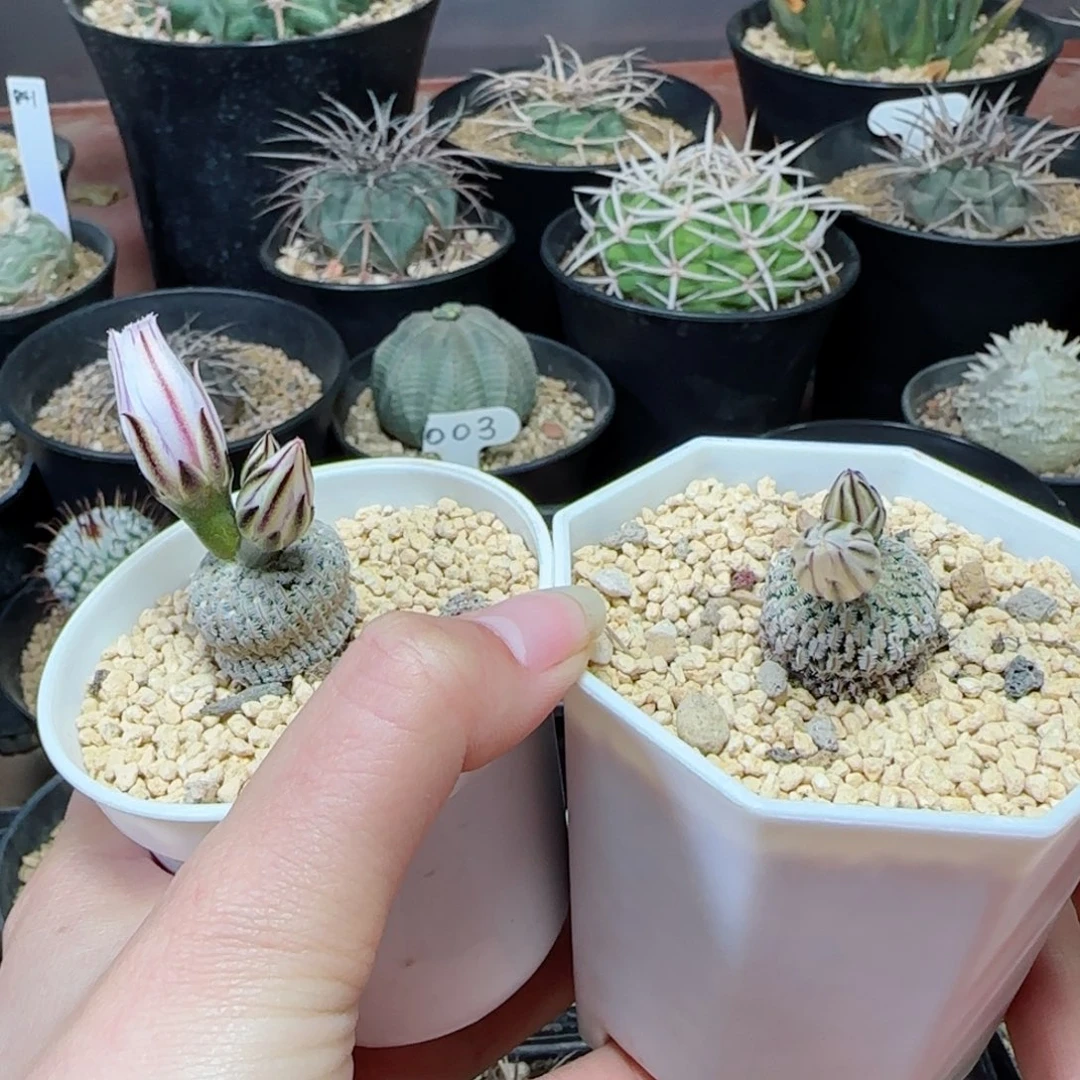 100实生精巧殿多肉两颗多肉