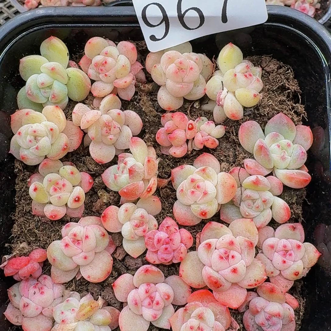 多肉植物多肉植物967