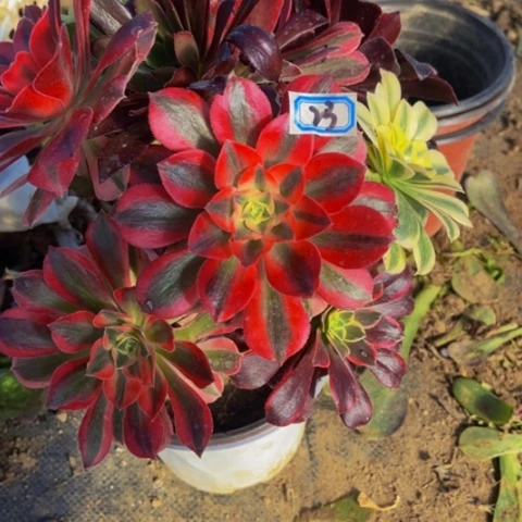 嫁接妖桩多肉植物23多肉