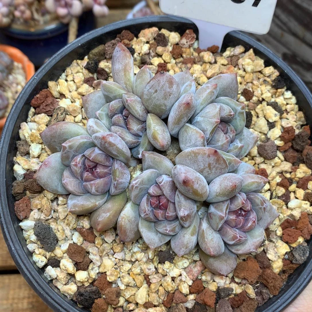 A1957 星影 玫瑰花脸