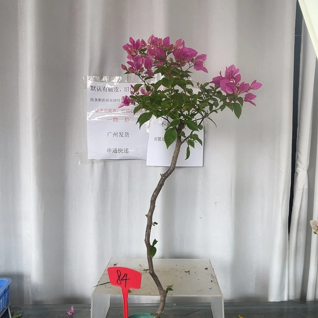 当前无花栽培后可以开花84章红樱，高95厘米