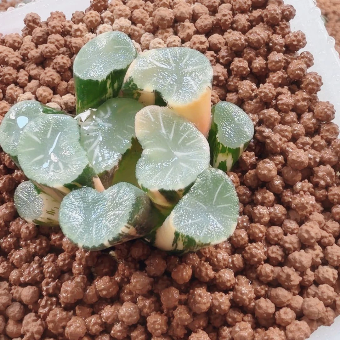 十二卷欧大宝万象锦福利