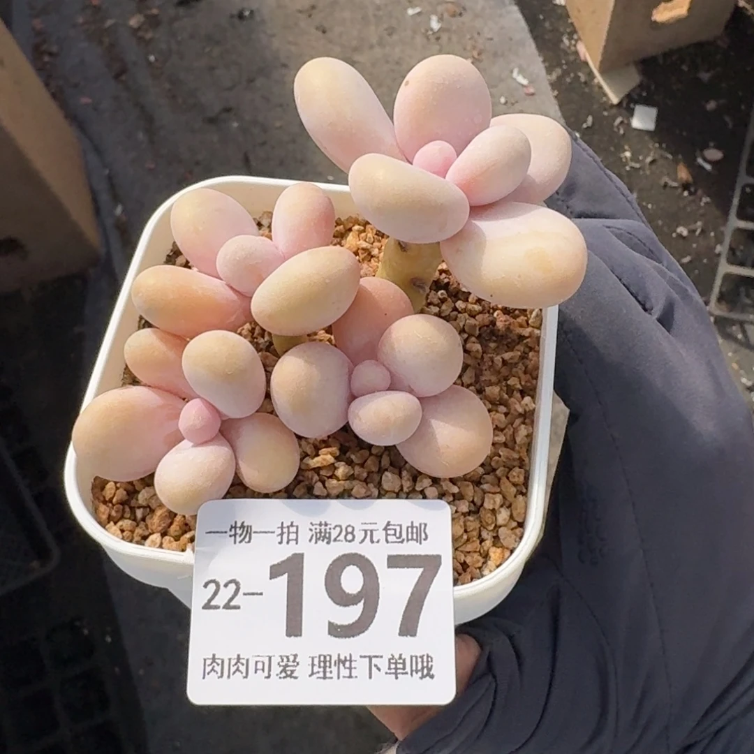 蛋黄奶多肉无盆土发货