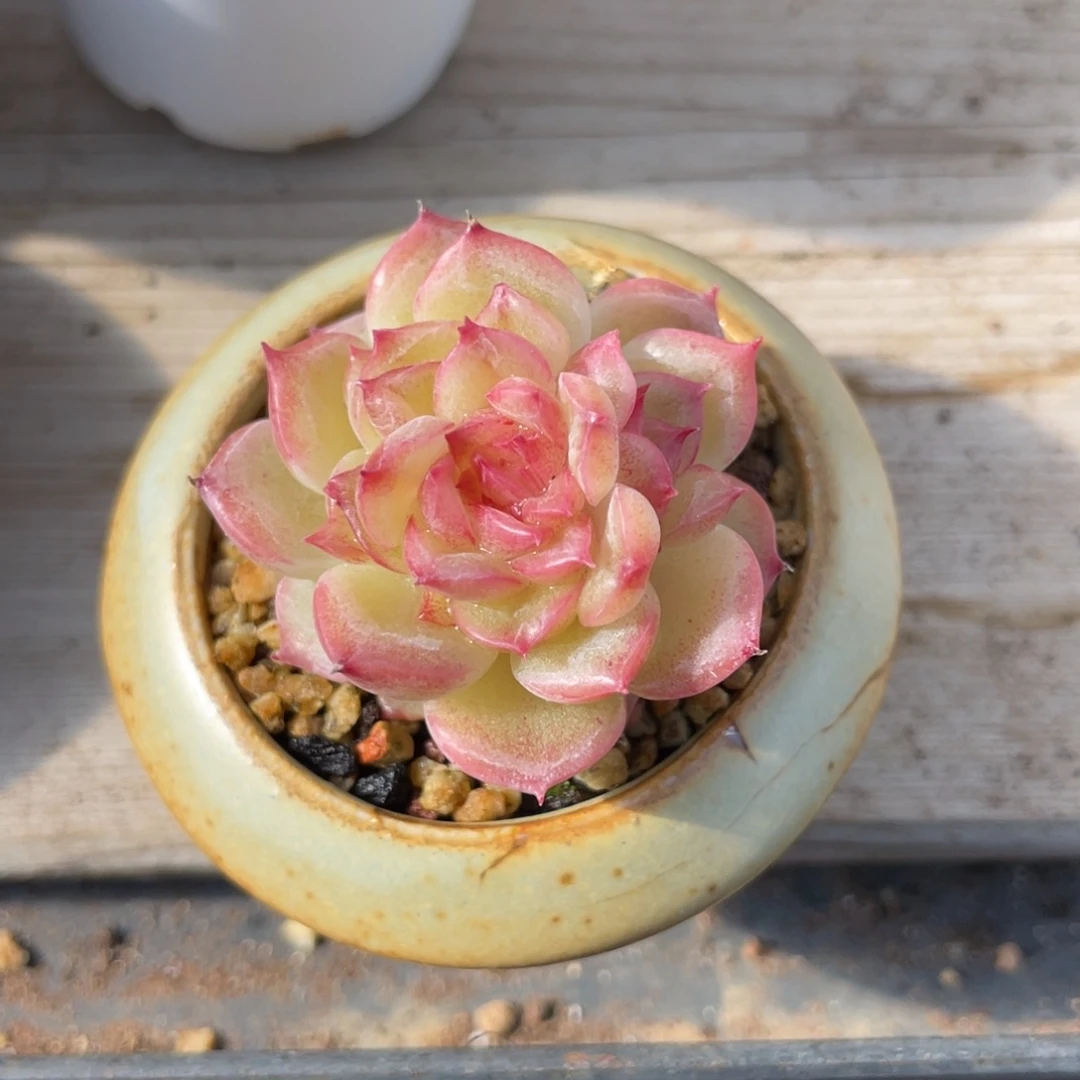 开播福利带盆土珍妮爆崽2047