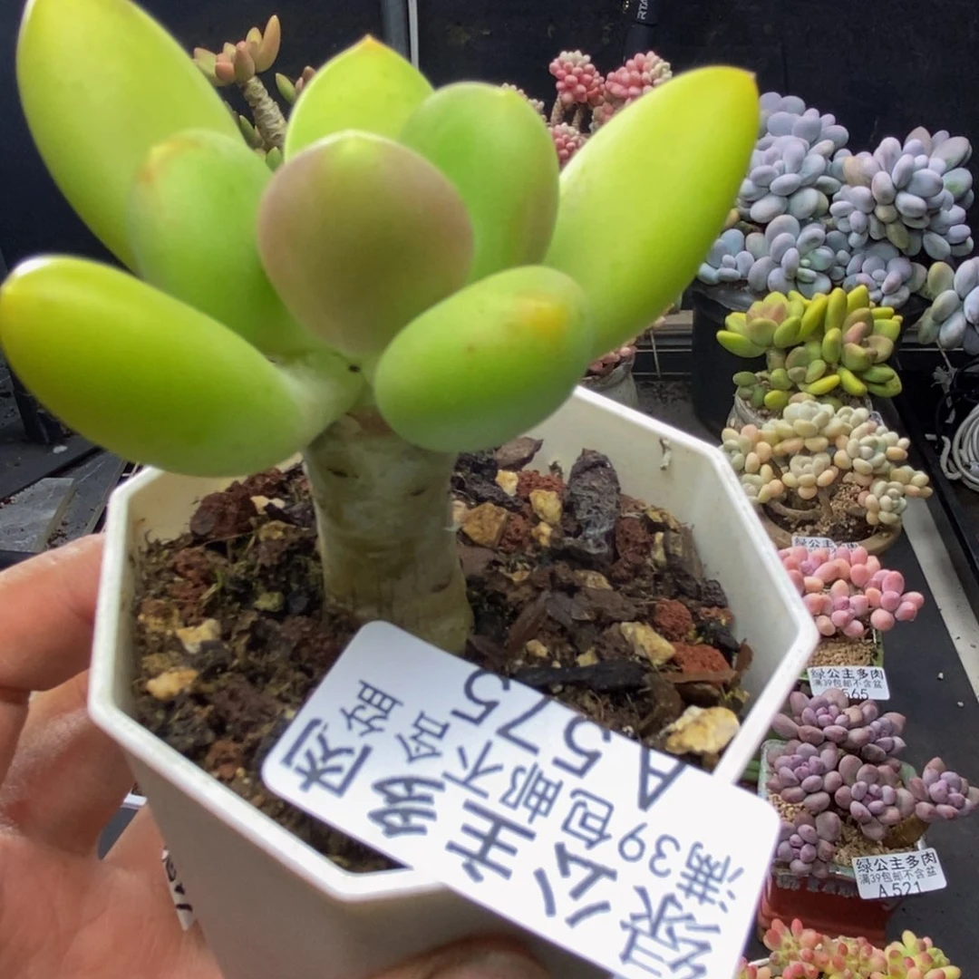 575芒果奶多肉5c m