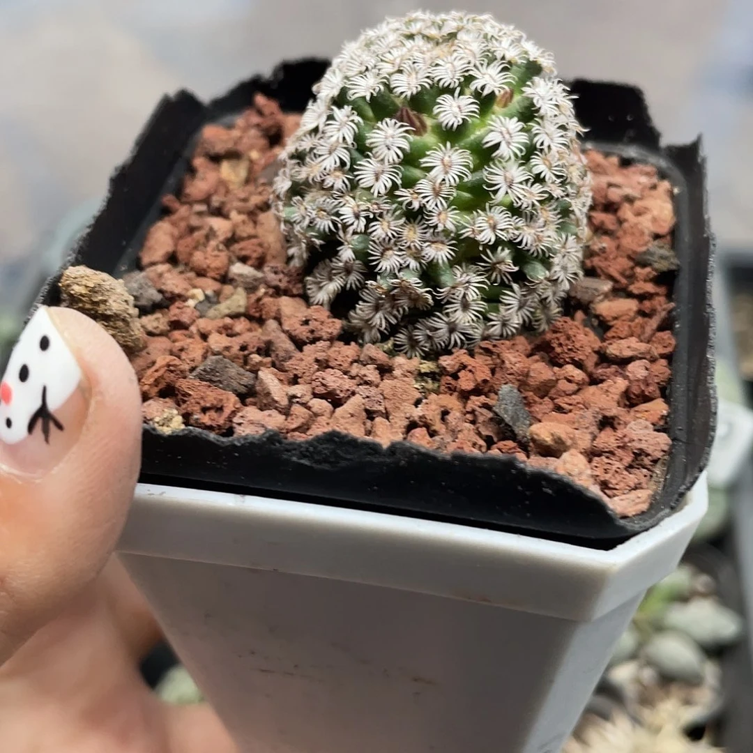 210克氏丸（满18元包邮）