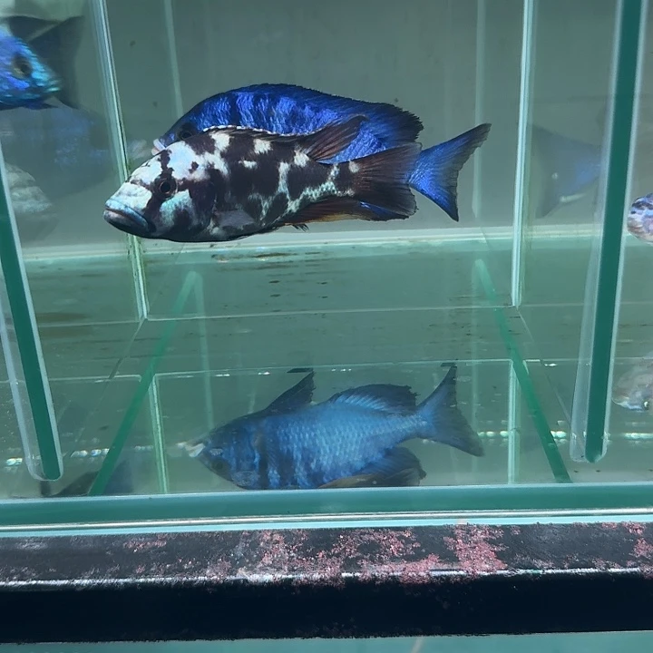 海水鱼三湖慈鲷大奶牛花雕