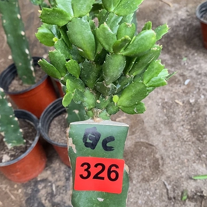 无花朵老白重326号新疆不包邮
