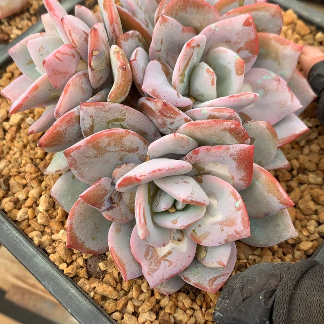 山*画A736 瑕疵售后范围：签收起7天内，录开箱视频