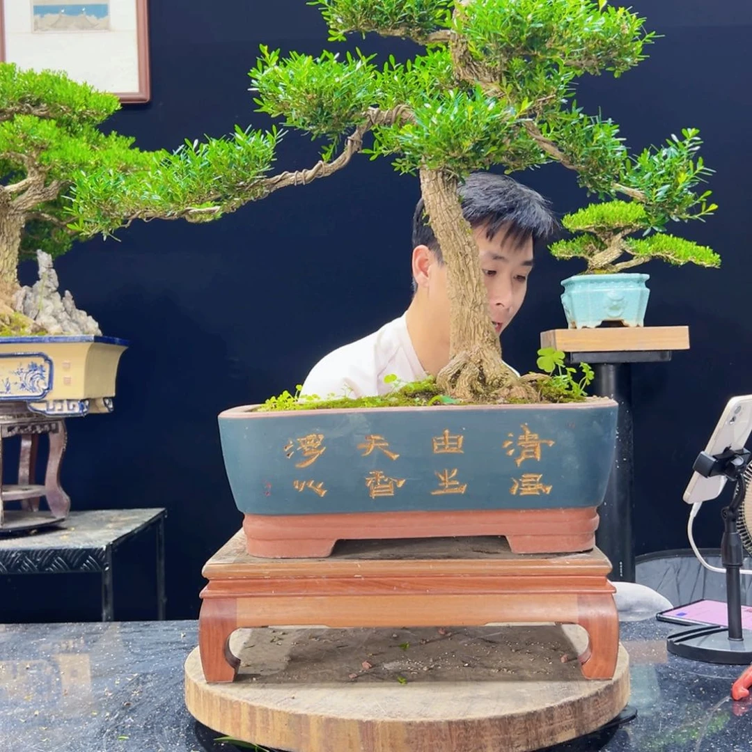 无花朵黄杨盆景四季常青