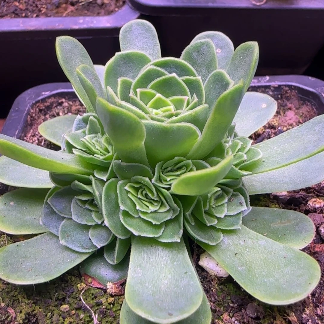 双层捧花6厘米玫瑰131243437686