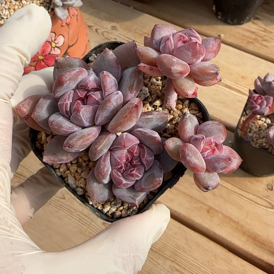 突尼斯星影发货多肉有砍