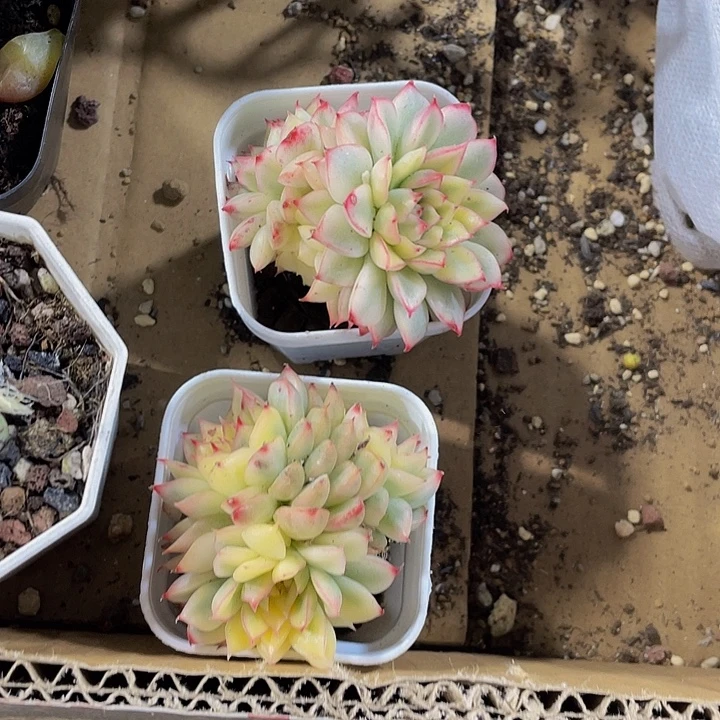 女雏锦带盆土发货
