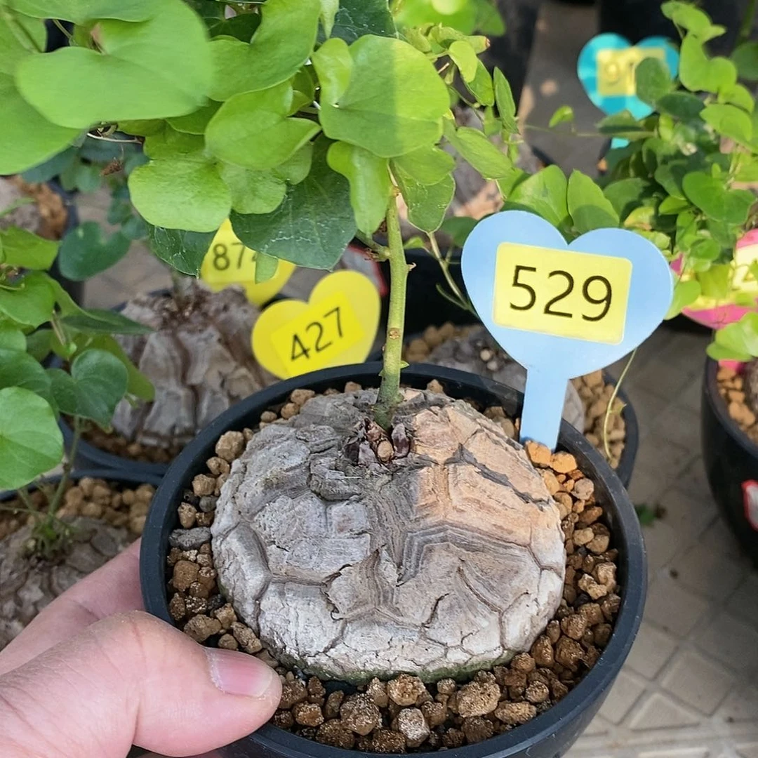 南非龟甲龙龟甲龙