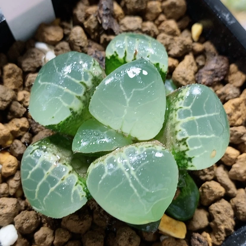 【闪购商品】51月光女神