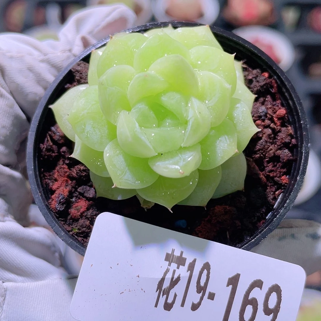 花利美19-169麦秆