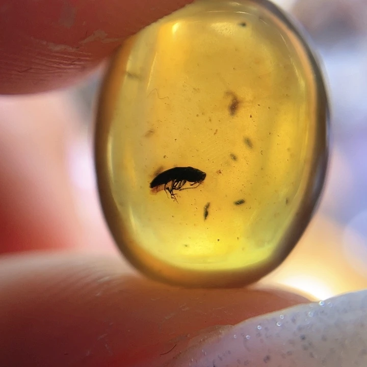 琥珀裸石未镶嵌！