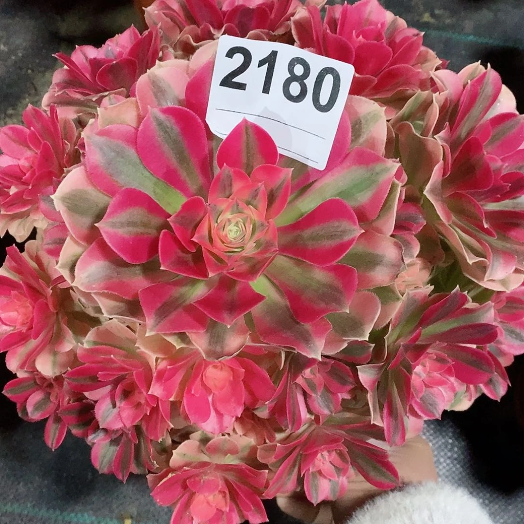 红陶2180女巫4多肉