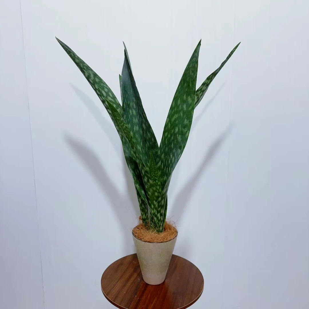 【嘉宝虎皮兰】大型稀有虎皮兰室内好养盆栽绿植虎尾兰净化空气植物