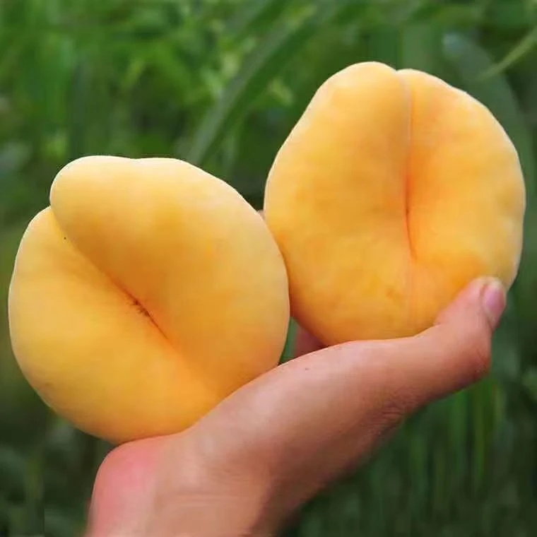 【顺丰包邮】达州本地农家蟠桃现摘现发