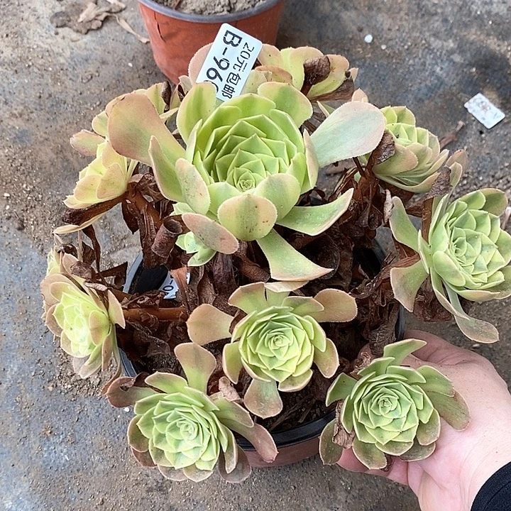 960雨荷多肉植物福利