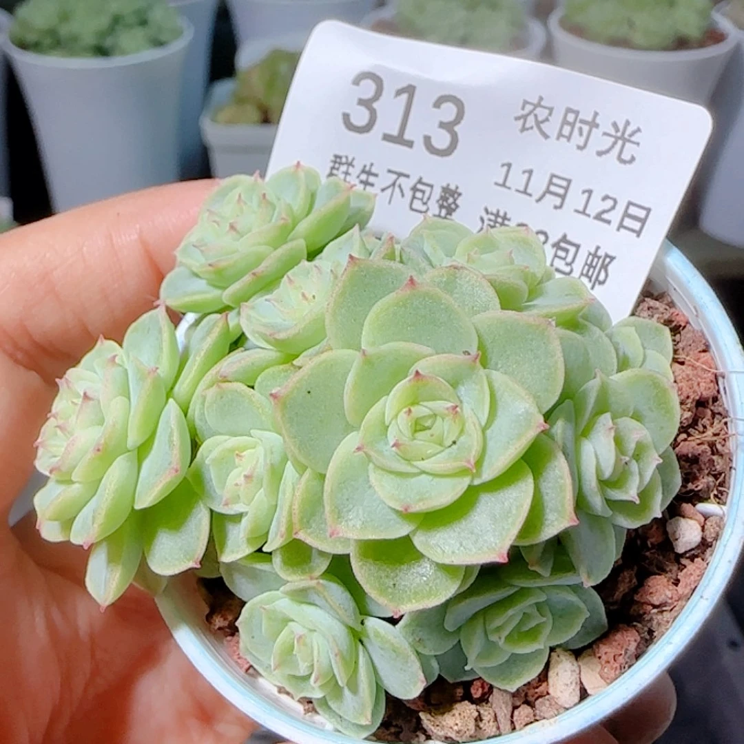 1112-313优选麦杆