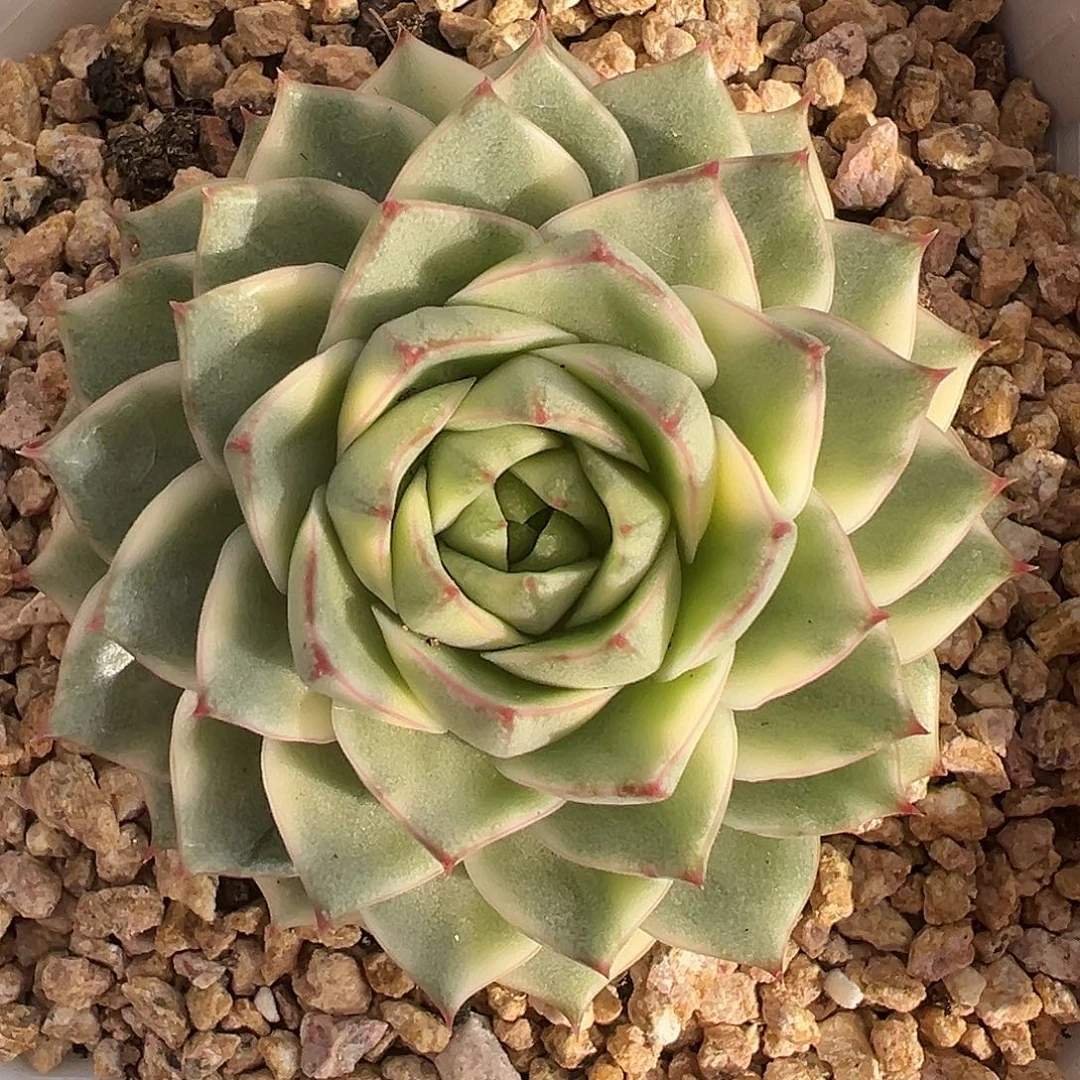 法比奥拉锦多肉植物